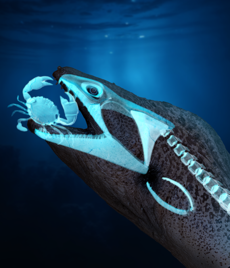 The Moray Eel’s Skeleton